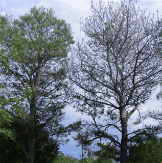 Pine sawfly damage (tree on right) in Kaufman County.  Photo by Pam Corder.