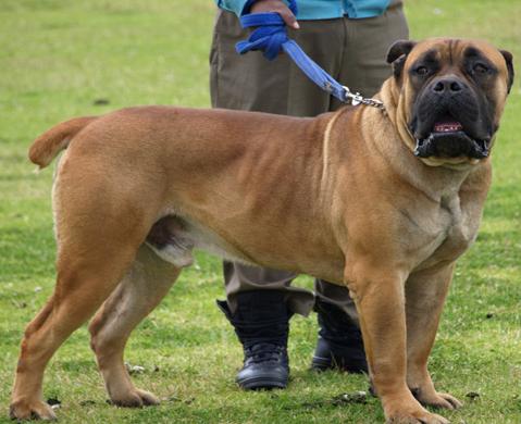 Boerboel Puppies on Training Boerboel Dog