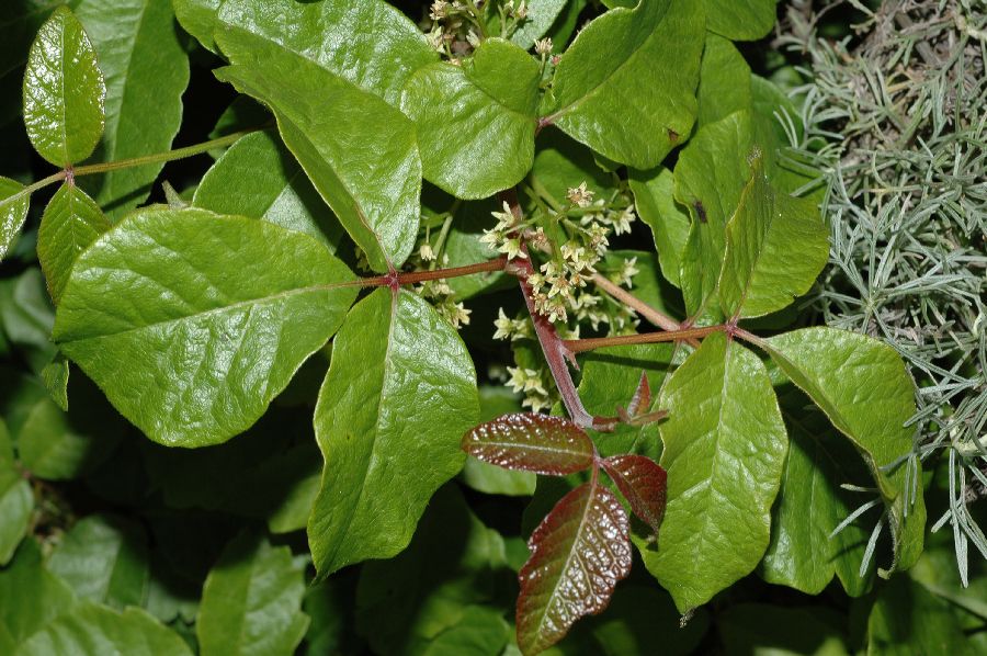 poison ivy plant. poison ivy plants pictures.
