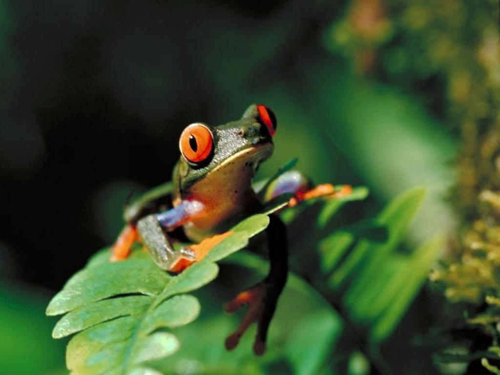 Tree Frog