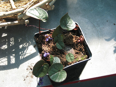 Cyclamen parviflorum - Small-flowered cyclamen