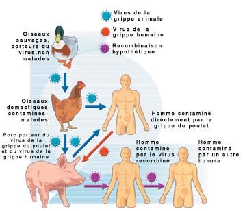 SWINE FLU SYMPTOMS AND REMEDIES, First Aid for Swine Flu, Swine Flu symptoms, Symptoms for Swine Flu