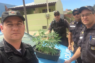  http://vnoticia.com.br/noticia/1925-informacao-anonima-leva-pm-a-terreno-com-cultivo-de-maconha-em-grussai