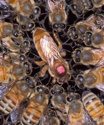 Siklus  reproduksi lebah memang menarik dan kompleks 10 Ritual Perkawinan yang Unik di Dunia Hewan
