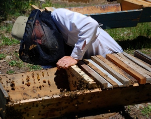  高地の畑つくりと手作りライフ: Choosing a Top Bar Beehive