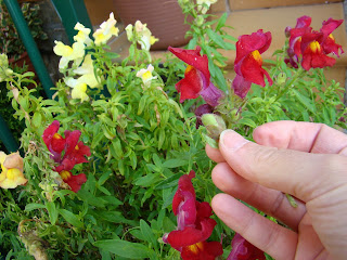 Dragonaria o boca de dragón (Antirrhinum majus f. nana)