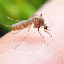 Very effective, here are 6 ways to get rid of mosquitoes from your home