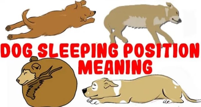 Dog Sleeping Position Meaning | Sleeping position