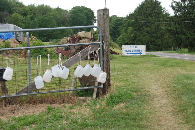 Watch out for signs like this one in your area. And borrow or bring your own milk jug with the top cut out. Empty it into a larger bucket as you go. 