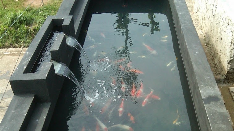 Indonesia Tourism Sistem Filterisasi Budidaya Ikan Koi