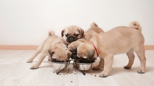 Why Puppies Will Overeat If You Let Them