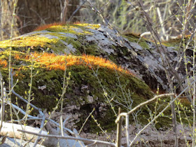 sunlight on moss
