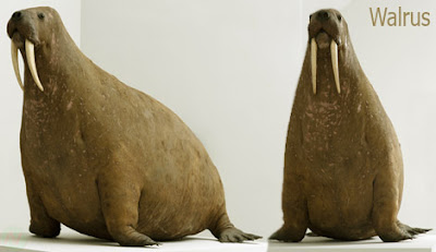 walrus