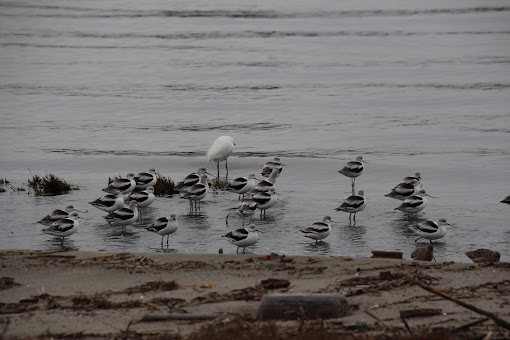 Photograph. A shoreline, with some beach visible at the bottom of the photo. In the shallow water are many small white and black wading birds (nonbreeding American Avocets) and one tall white bird (snowy egret). The egret has its back to the photographer. Most of the avocets are in profile.