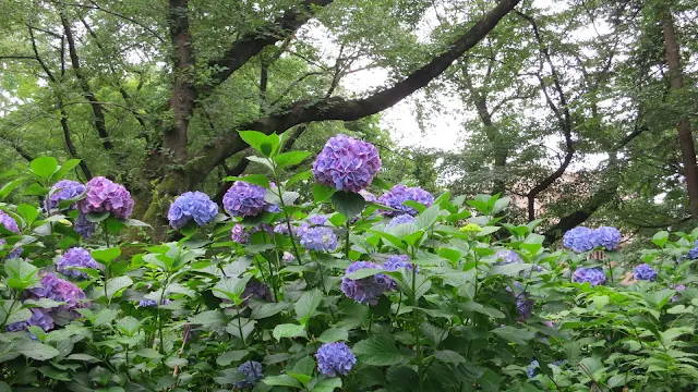 井の頭公園の紫陽花