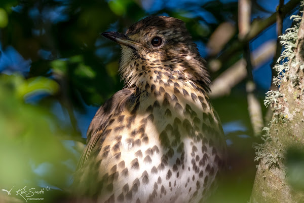 Song thrush