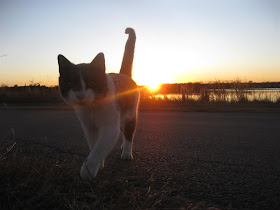 night time visitor, stray cat, campground