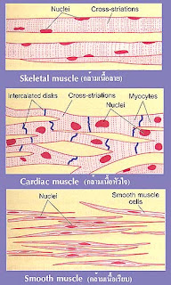 แผนภาพกล้ามเนื้อลาย