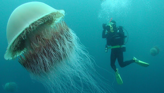 medusas curiosciencia