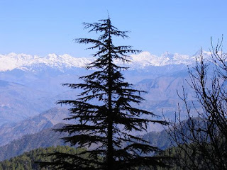 Himachal Information