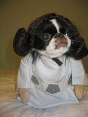 Roupas para Cachorros | Star Wars