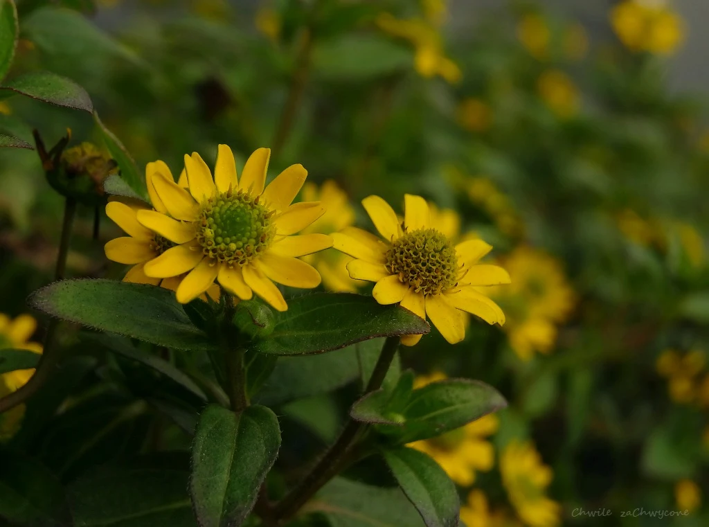 Sanwitalia rozesłana, polegnatka, Sanvitalia procumbens