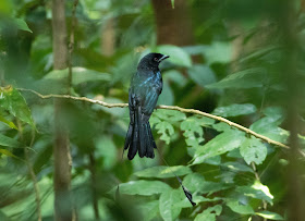 Greater Racket-tailed Drongo - Singapore Botanic Gardens