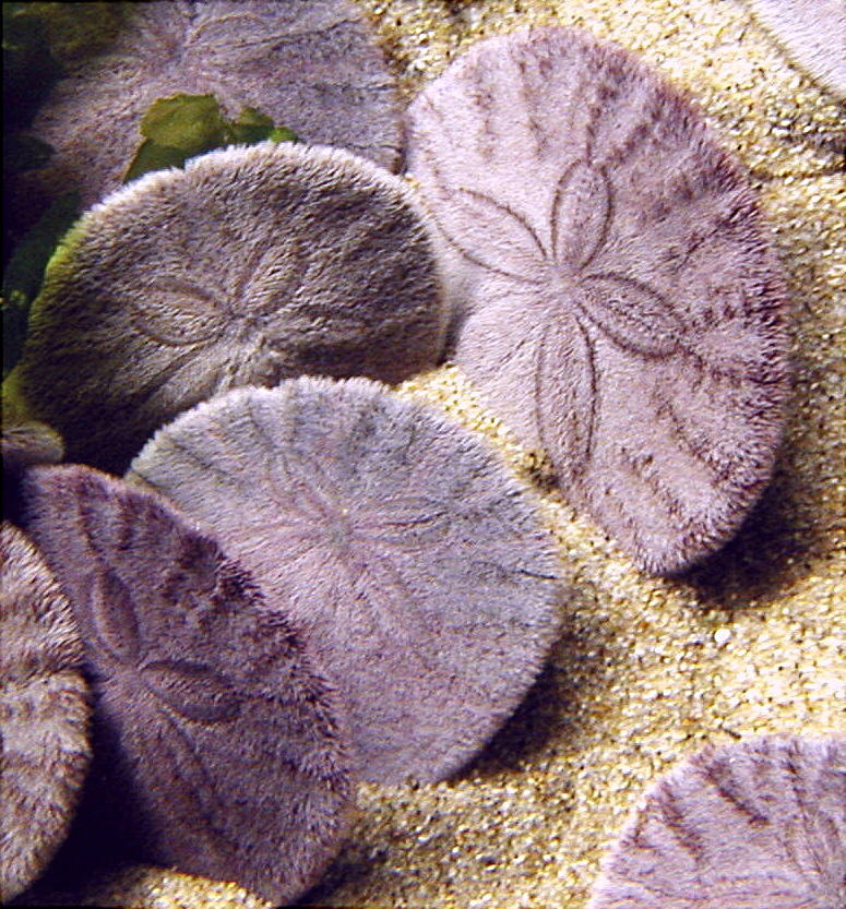 The Echinoblog: Cloning As Sand Dollar DEFENSE! Why run & hide when you can  divide?
