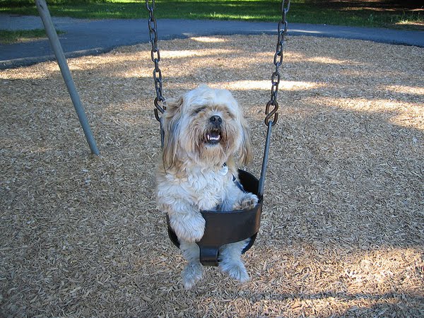 Funny And Cute Swinging Dogs