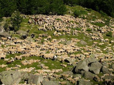 Carnisseria Porté-Estop de Vilaller (Alta Ribagorça) comercialitza corders de "Raça Xisqueta"