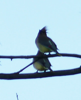 cedar waxwings