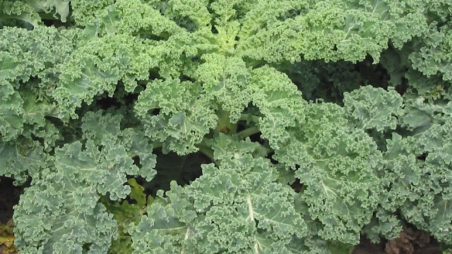 Kale