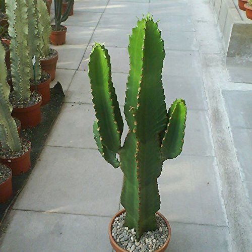 Cacto-candelabro ou Euphorbia ingens