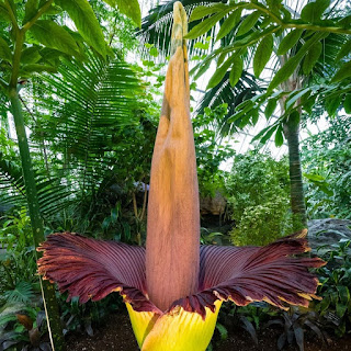 Glucomannan, Amorphophallus konjac, konjak