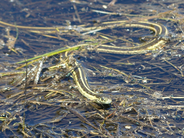 53: snake in weeds