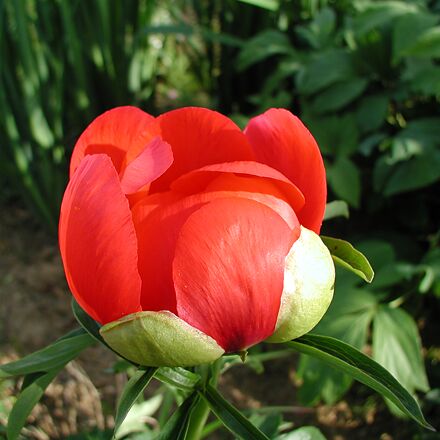 Пион иноземный 'Fire King' (Paeonia peregrina 'Fire King')