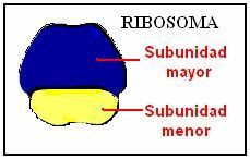 subunidades del ribosoma