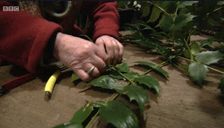 Mahonia Japonica