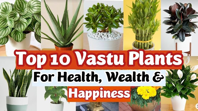 Top 17 Vastu Related Plants and Trees For Wealth and Happiness