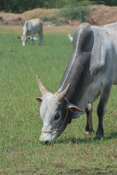 cutest cow breeds