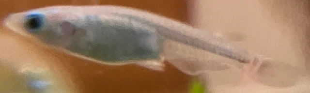 深海(しんかい)メダカ 稚魚 ２８５日目