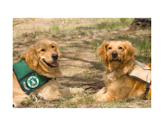 Guide dogs are highly trained service dogs that provide assistance to individuals with visual impairments. The most commonly used breed for guide dogs are Labrador Retrievers, Golden Retrievers, and German Shepherds.