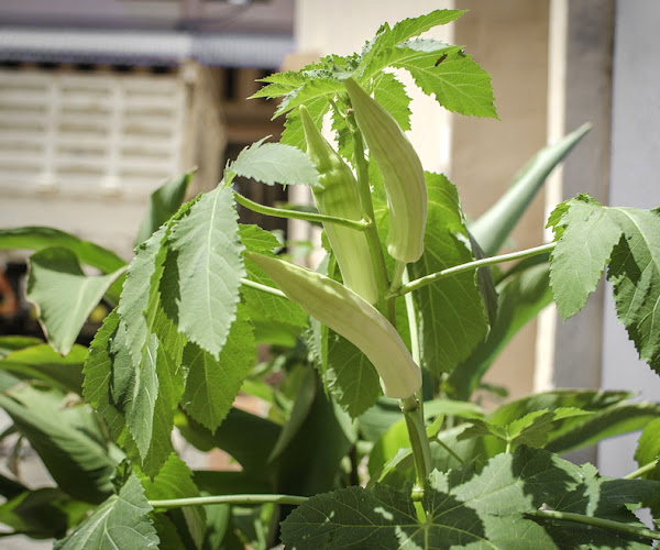 lazy gardening, what is lazy gardening