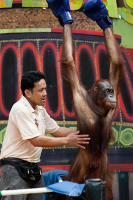 Kick-boxing Orangutans in Thailand Seen On www.coolpicturegallery.net