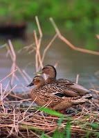 True Hawaiian duck pair, USDA Conservation Service