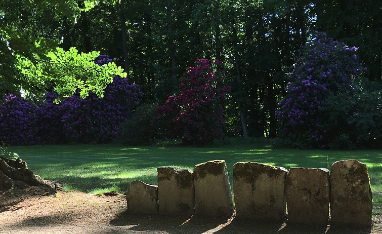 Blühende Rhododendren im Eulbacher Park