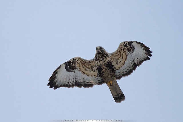 Ruigpoot Buizerd - Rough-legged Buzzard