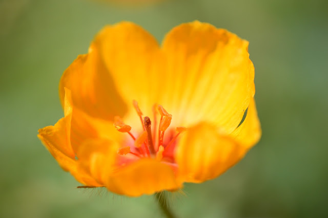 Kallstroemia grandiflora, desert poppy, arizona poppy, calltrop