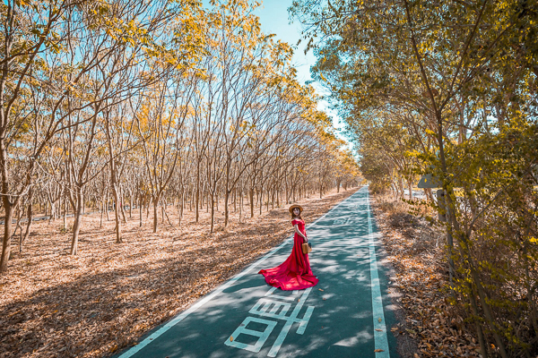 彰化溪州公園森林區無患子森林芬多精步道，散步欣賞光影變化之美