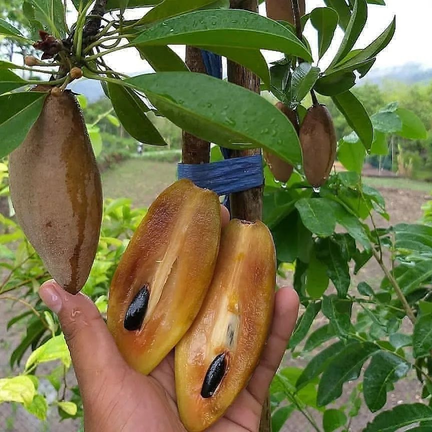 tanaman buah sawo mentimun bibit super cepat mudah berbuah genjah harga terbaik petani Meuraxa